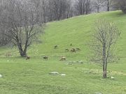 IMG0743